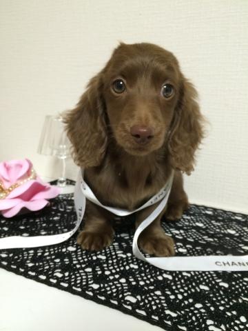 ミニチュアダックスフンド