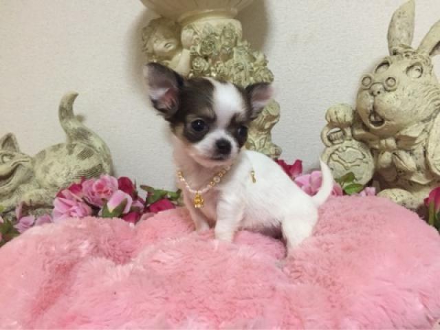 チワワ（ロングコート）