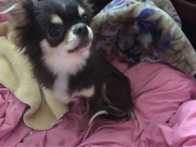 チワワ(ロングコート)