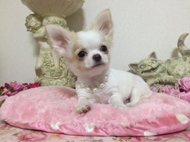 チワワ（ロングコート）