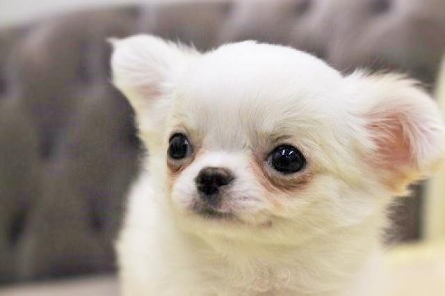 チワワ(ロングコート)