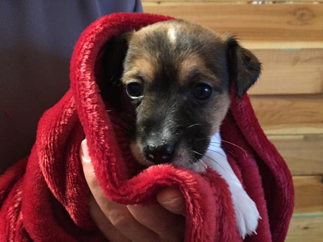 ジャックラッセルテリア