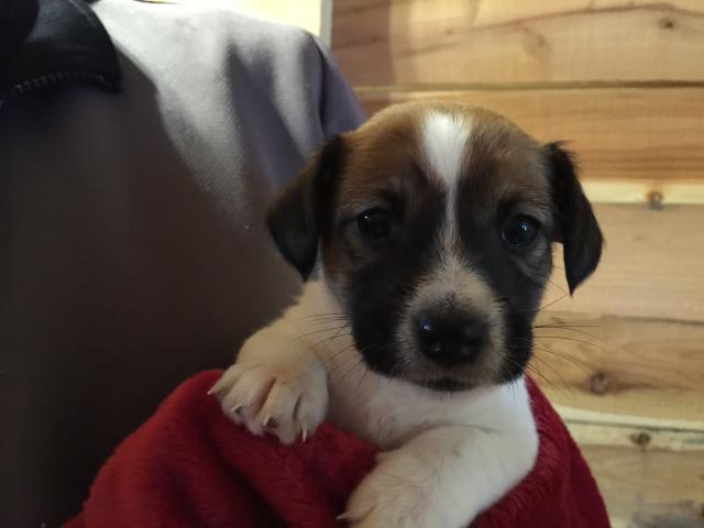 ジャックラッセルテリア