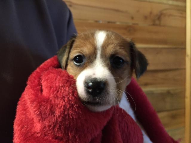 ジャックラッセルテリア