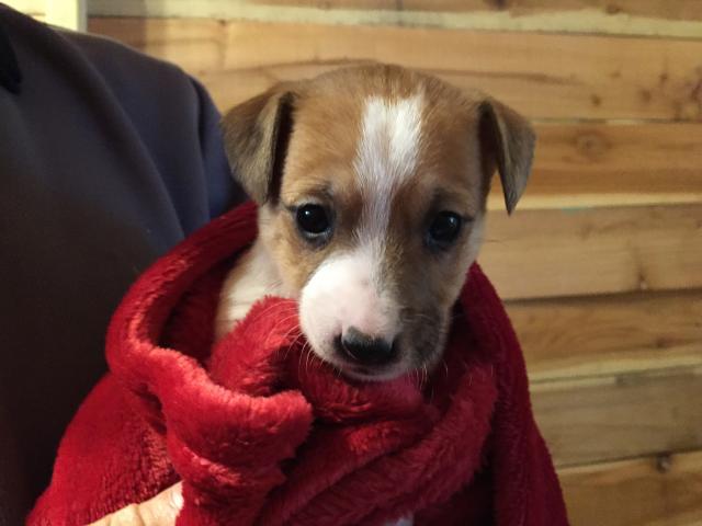 ジャックラッセルテリア