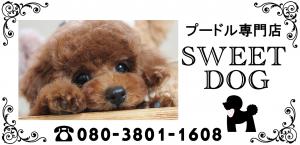 SWEET DOG