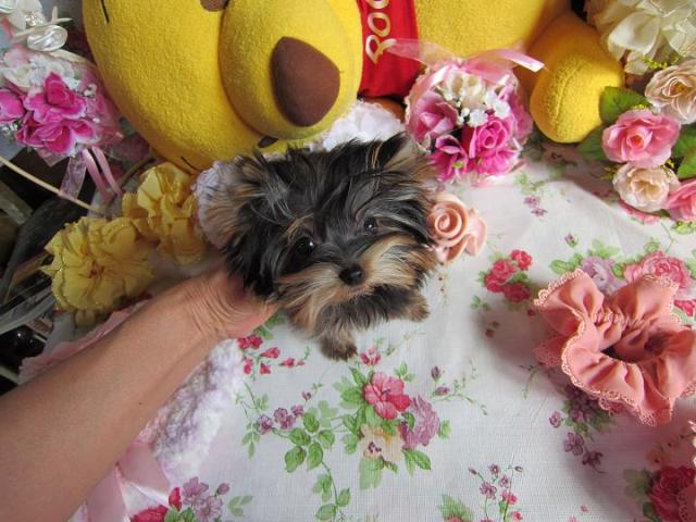 ヨークシャーテリア