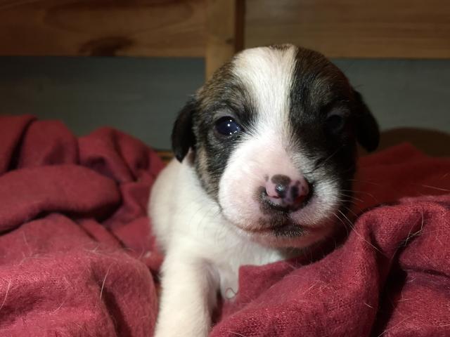 ジャックラッセルテリア