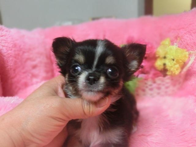 チワワ（ロングコート）