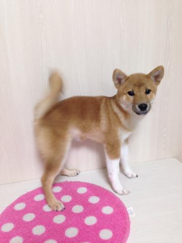 柴犬