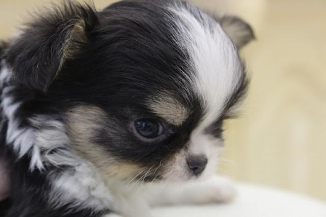 チワワ(ロングコート)