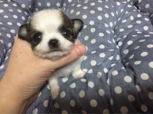 チワワ（ロングコート）