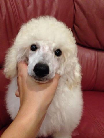 ミディアムプードル