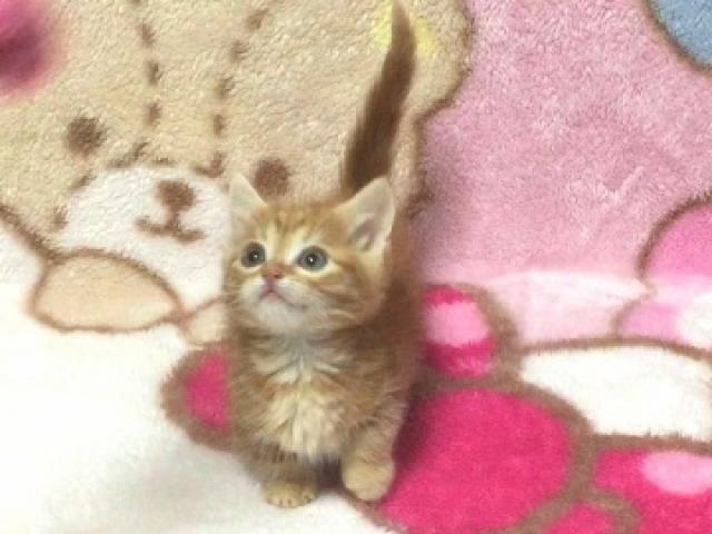 マンチカン