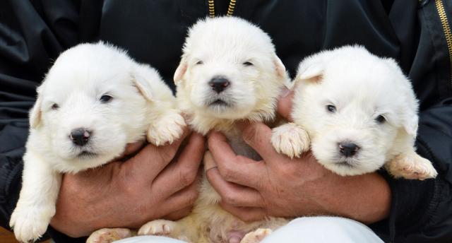 グレートピレニーズ