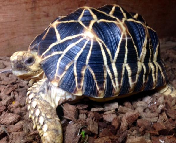 ニシヘルマンリクガメ 子犬や子猫たちのペット販売情報が満載 ペットステーション