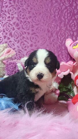 バーニーズマウンテンドッグ