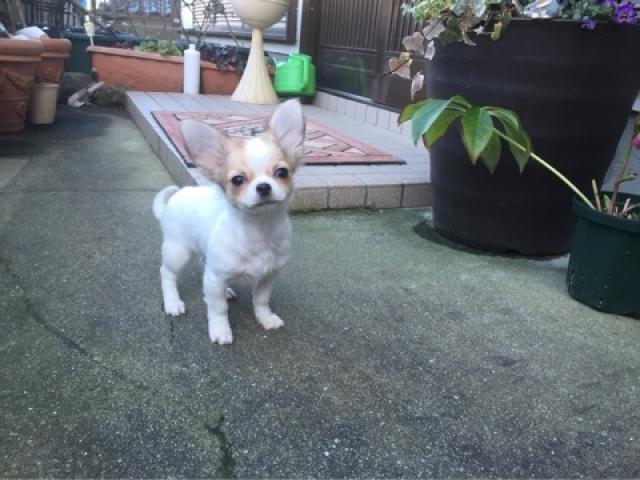 チワワ(ロングコート)