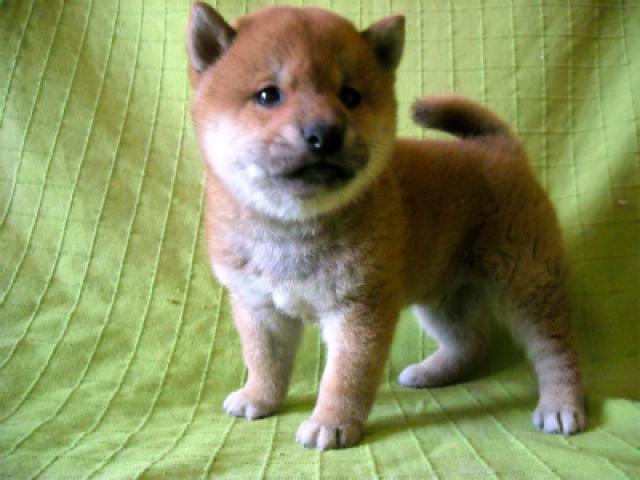柴犬