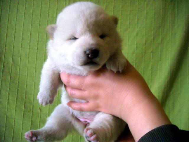柴犬