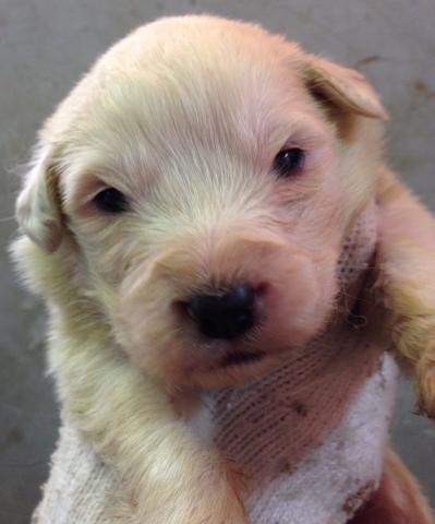 グレートピレニーズ