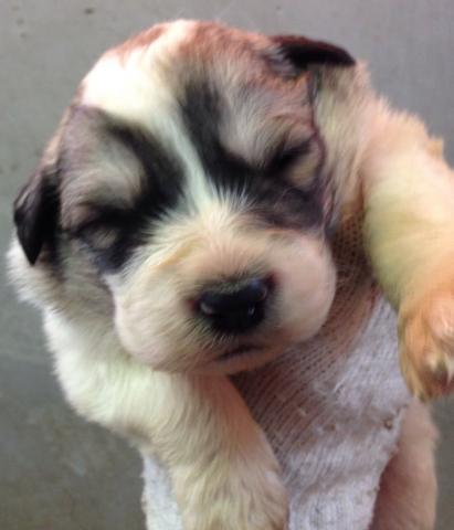 グレートピレニーズ