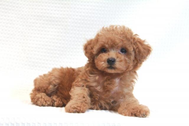 トイプードル