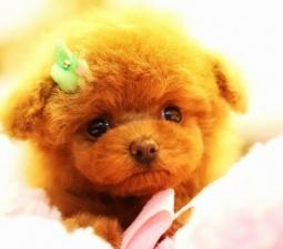 I BAMBINO