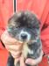 秋田犬