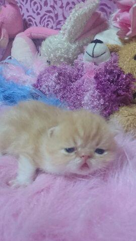 エキゾチックショートヘアー