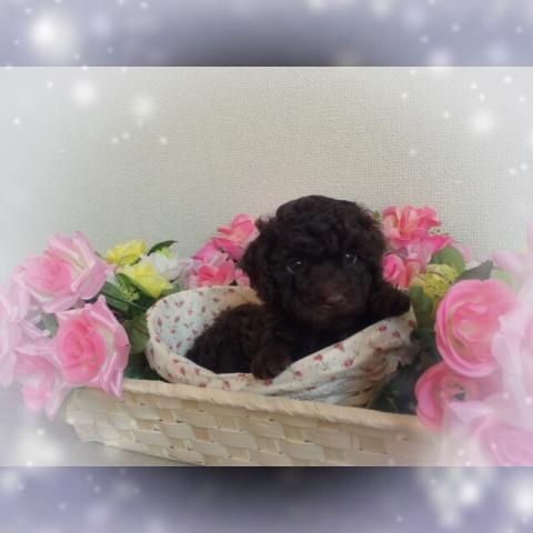 トイプードル