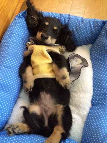 ミニチュアダックスフンド