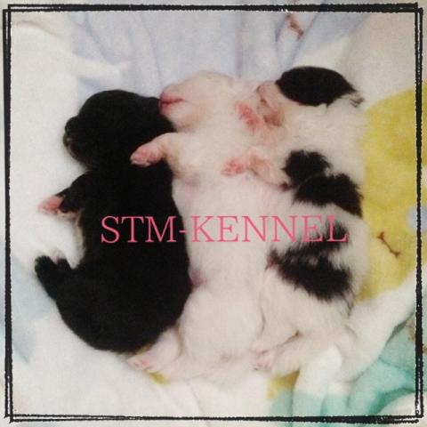 STM KENNEL