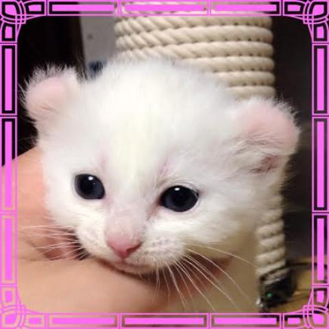 アメリカンカール