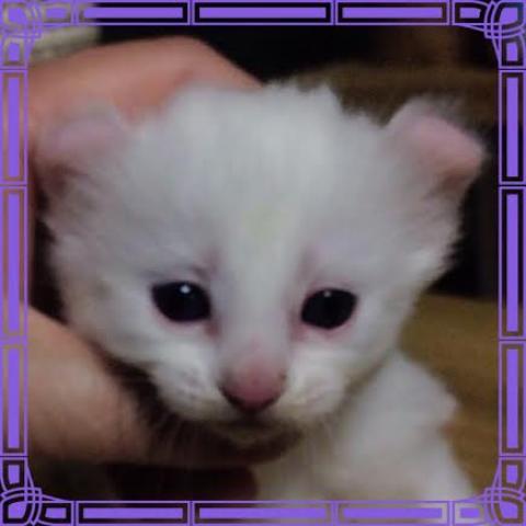 アメリカンカール