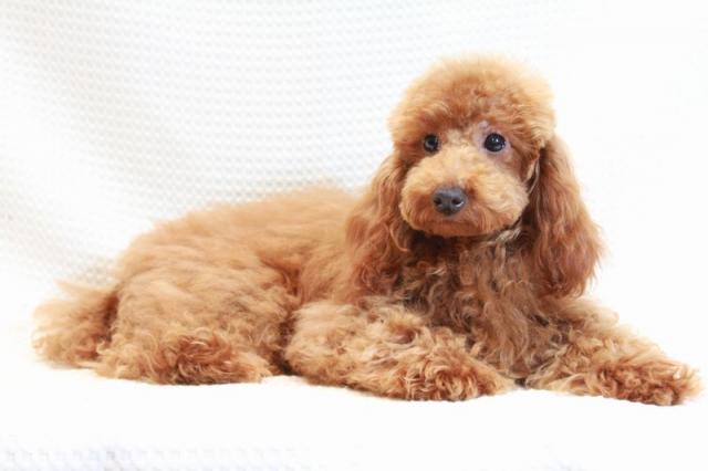 トイプードル