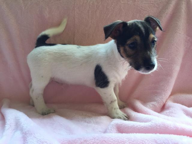 ジャックラッセルテリア