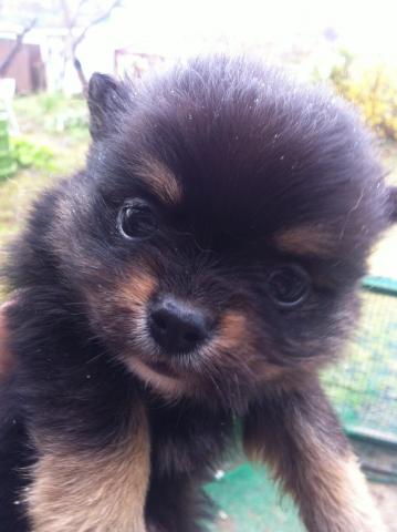 MIXポメチワ(通称)