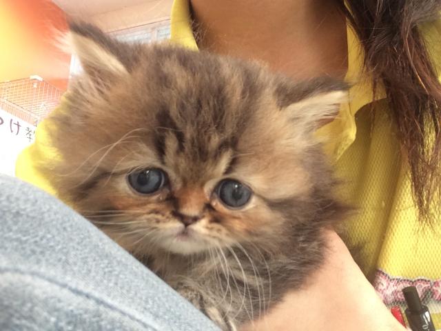 ペルシャ