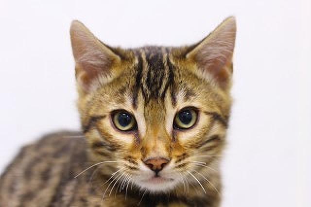 ベンガル ブラウンロゼット