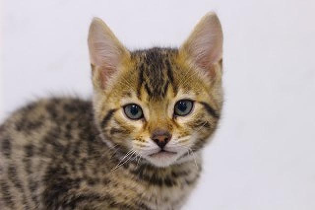 ベンガル　ブラウン・スポテッド・タビー