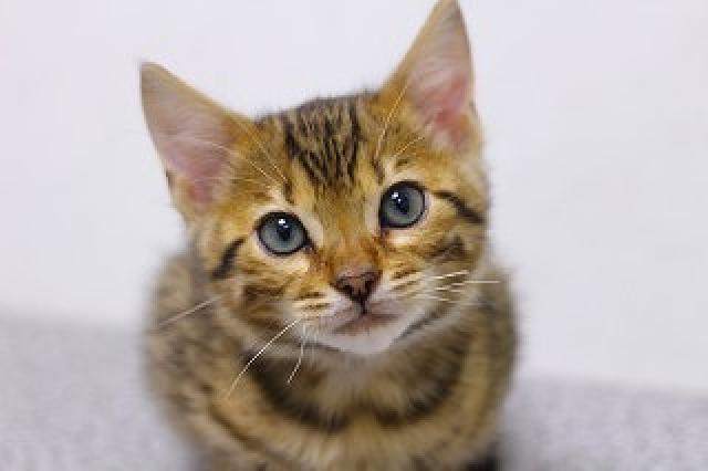 ベンガル　ブラウン・スポテッド・タビー