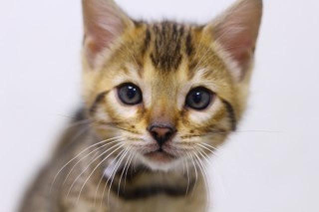 ベンガルブラウンロゼット