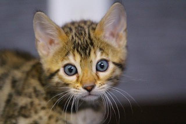 ベンガル　ブラウンロゼット