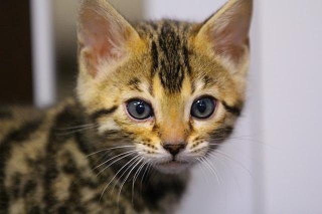 　ブラウンロゼット