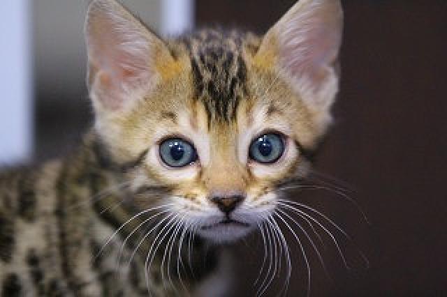 ベンガル　ブラウンロゼット