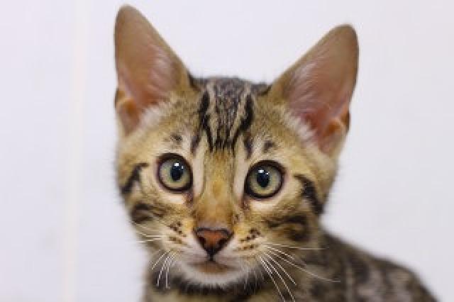 ベンガル　ブラウンロゼット