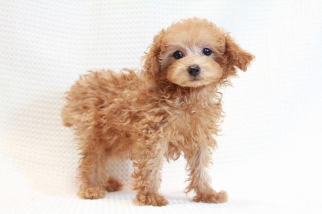 トイプードル