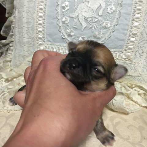 チワワ（ロングコート）