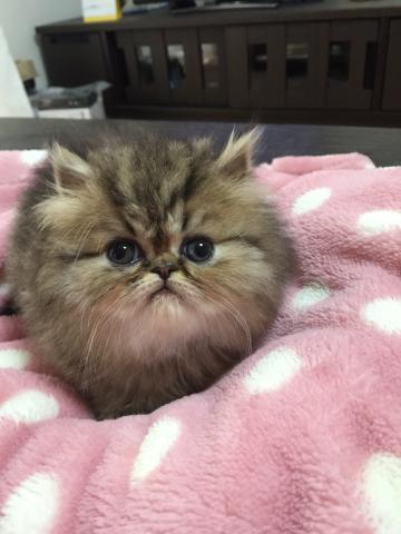 ペルシャ・ヒマラヤン